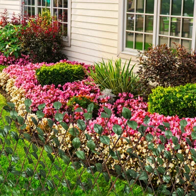 VidaXL Clôture en treillis de saule 5 pcs 180x90 cm – Image 4